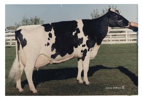 GOLDEN-OAKS MARK PRUDENCE (EX-95) - Família de Asterix.jpg