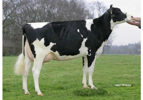 HOLBRA MANOA (MB-85) - Bisavó Asterix.jpg