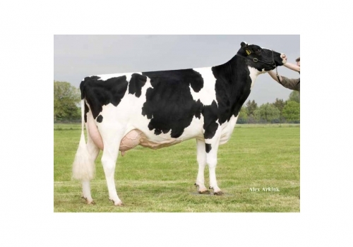 HOLBRA MASCOL PAM (MB-87) - 4a mãe Asterix.jpg