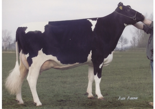 SUNDAY ALH PRUDENCE (MB-88) - 5a mãe Asterix.jpg