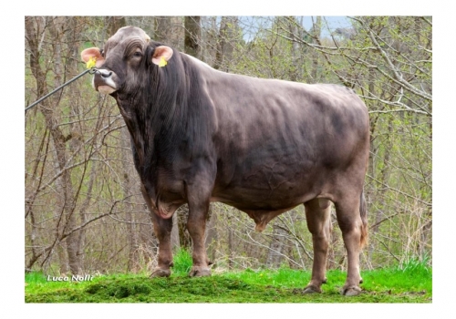 HURAY - pai de Rumi.jpg