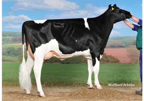 CNN ROBUST SAMARA ET (VG-86) - Bisavó de Camelot.jpg