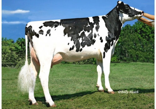 UFM-DUBS SHERAY ET (EX-90) - Tataravó de Camelot.jpg