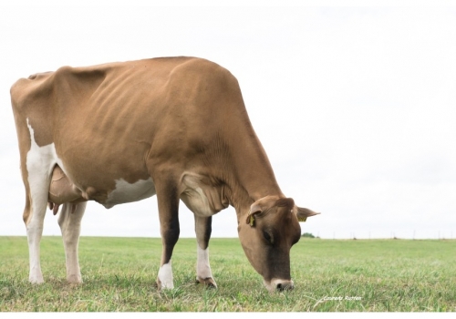 BEECHROW TEQUILA RUMOUR - avó de Ollie.jpg