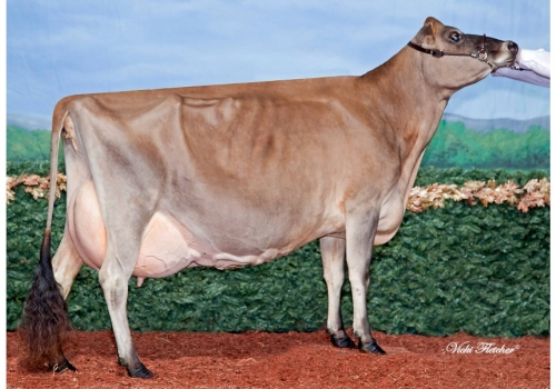 RAPID BAY FATAL ROSE (EX-94) - irmã completa da tataravó de Ollie.jpg