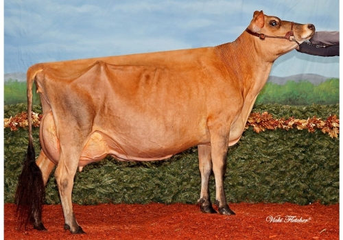 RAPID BAY GORGEOUS GOODNESS ET (EX-93) - mãe de Minister.jpg