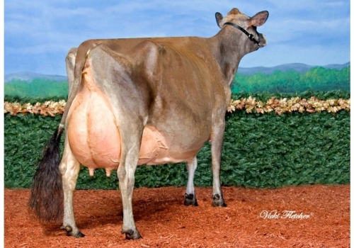 VANDENBERG AMEDEO GORGEOUS (EX-97) - avó de Minister 1.jpg