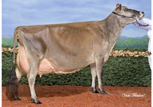 VANDENBERG AMEDEO GORGEOUS (EX-97) - avó de Minister.jpg
