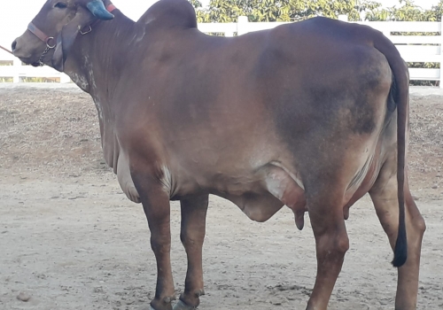 Irmã Materna_1.jpeg