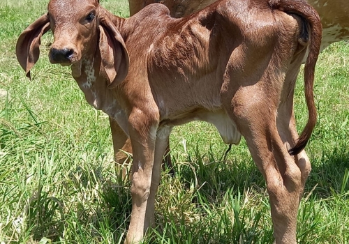 Irmã Materna_2.jpeg