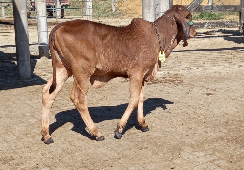 Irmã Materna_3.jpeg