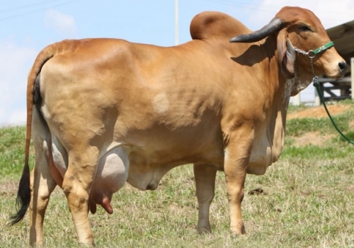 Fabula TE Silvania - Avó do Urano.jpg