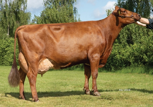 DNK000004102904544 - Mãe de VR Vesty.jpg