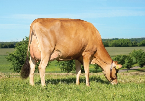 Filha - VJ Gutz 1.jpg