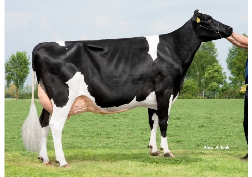 Bolton_De-Biesheuvel-Javina-19_2 - Origens de Dolomita.jpg