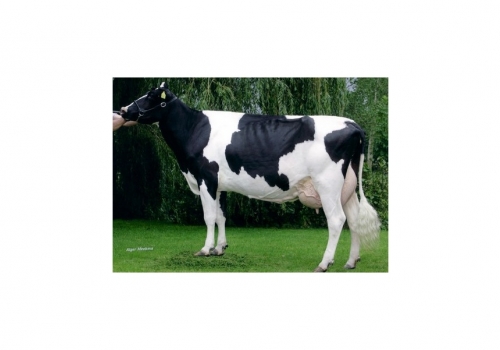 De-Biesheuvel-Delta-Javina_VG-88 - Origens de Dolomita.jpg