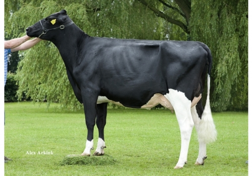 Gofast_De-Biesheuvel-Javina-50_VG-87 - Tataravó de Dolomita.jpg