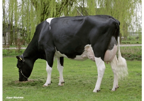 OMan_De-Biesheuvel-Javina-3_VG-87 - Origens de Dolomita.jpg