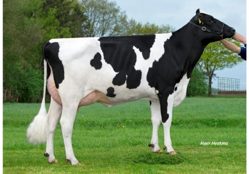 Balisto_FRANZY_DEUH1304658734 - Avó de Dragon.jpg