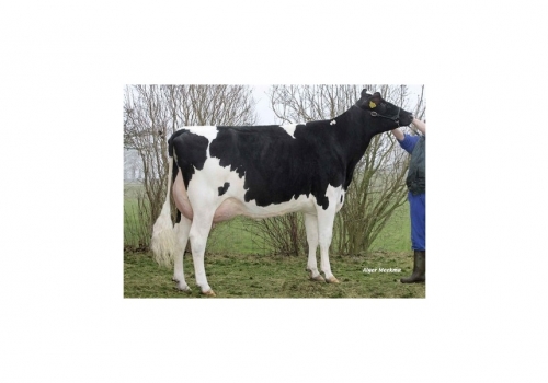 Mars-Froukje-376_VG-88 - Tataravó de Dragon.jpg