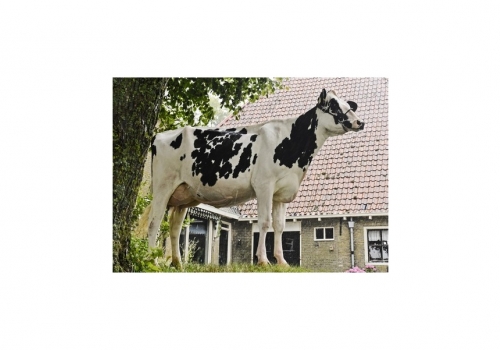 Mars-Froukje-520_VG-86 - Bisavó de Dragon.jpg