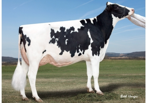 Gold-N-Oaks-Arabell-1765_VG-88 - Origens de Singer.jpg