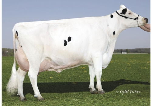 Gold-N-Oaks-Morty-Malibu_side - Origens de Singer.jpg