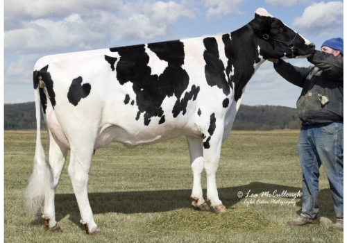 Gold-N-Oaks-S-Marbella-et - Origens de Singer.jpg