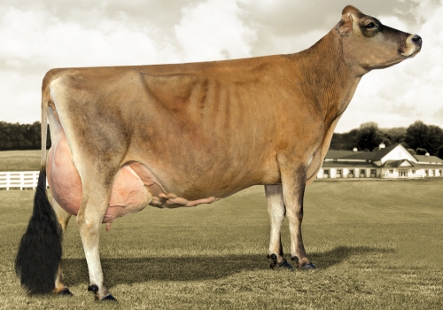 Avó de Pixstar_Hawarden Jace Pix.jpg