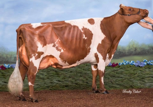 Mãe de Hunter_Wallumlands Sunstorm 8th.jpg