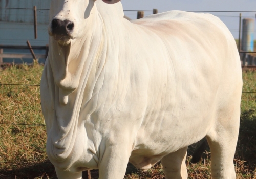 Filha do Combate_1.jpeg