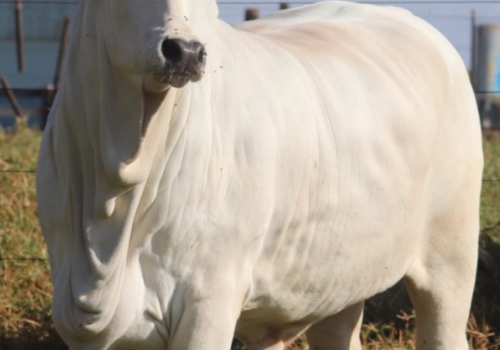 Filha do Combate.jpeg