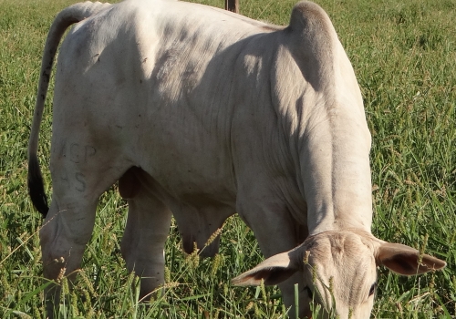 Progênie Brutho 4.jpg