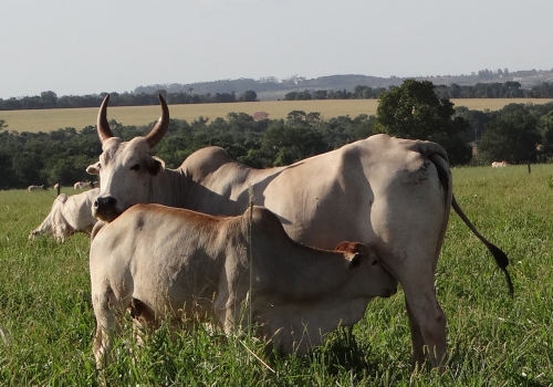 Progênie Brutho 6.jpg