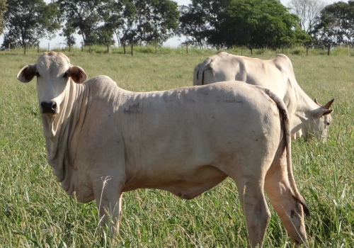 Progênie Brutho 7.jpg