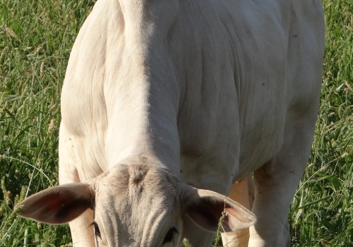 Progênie Brutho 8.jpg