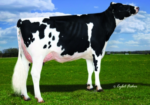 DETAIL (Dam Kings Ransom Kingboy Dula-ET).jpg