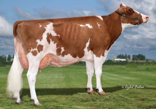 BY THE WAY-RED (Dam Ms Rollen NS Bay PP Red ET).jpg