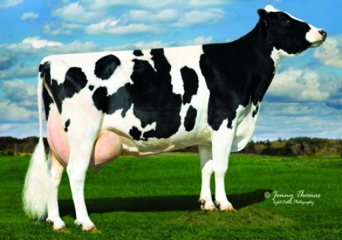 PORSCHE (3rd DAM All Riehl Massey Perfume).jpg