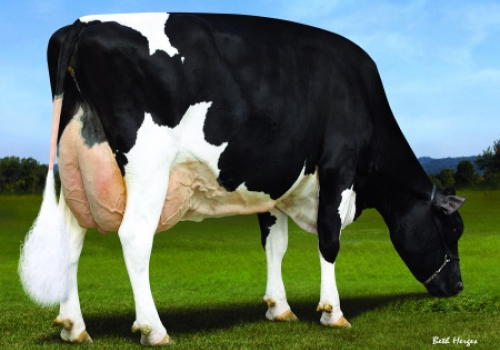 PORSCHE (Dam Misty Moor Delta Pailou-ET).jpg