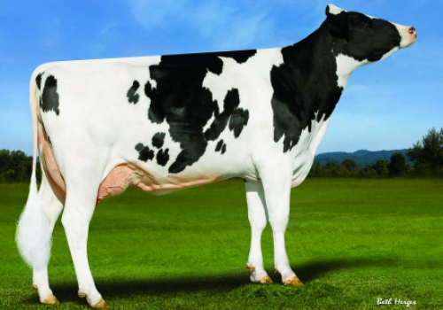 SHEPERD (Dam Pine Tree 7019 Medl 7883-ET).jpg