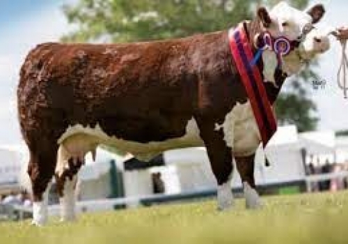 Dendor 1 Jennifer 15th - mãe do Sky High