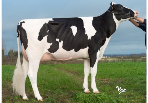 Ver Josee ET - Bisavó de Director.jpg