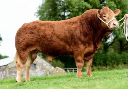 IDALGO-P - Pai do Romeo.jpg