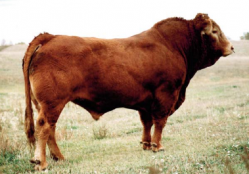 Pub_pai do Circle Type