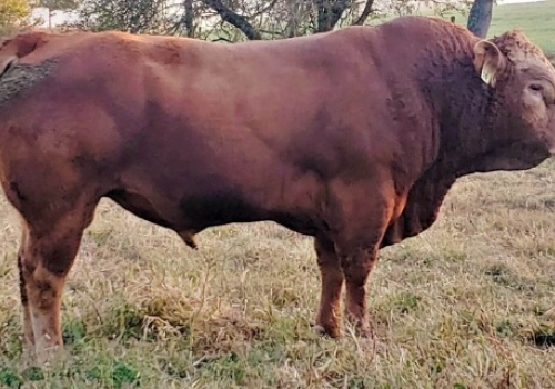 Irmão paterno de Circle Type