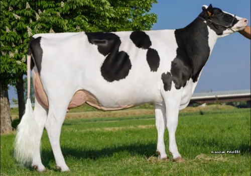 Bianconese Eagle - Mãe de Landini