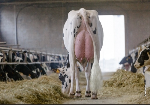 Isolabella Cicala (Sound System) VG86 - Mãe de BRUNELLESCHI.jpeg