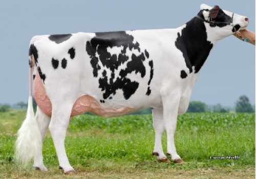 Isolabelle Royal Hotrod Bambi - Avó de BRUNELLESCHI.jpeg