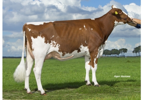 Midwolder K&L Rosie VG-85_Irmã da Bisavó de Wifi.jpg
